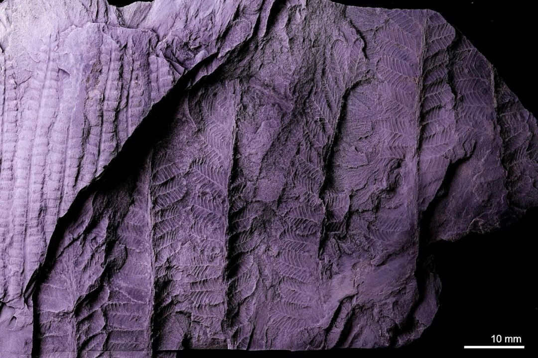 O fóssil fazia parte de um acervo histórico dos Serviços Geológicos de Portugal que permaneceu décadas sem reavaliação detalhada.