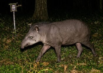 Anta-brasileira caminhando ao amanhecer pela Caatinga, entre árvores de tronco claro e solo pedregoso do semiárido.