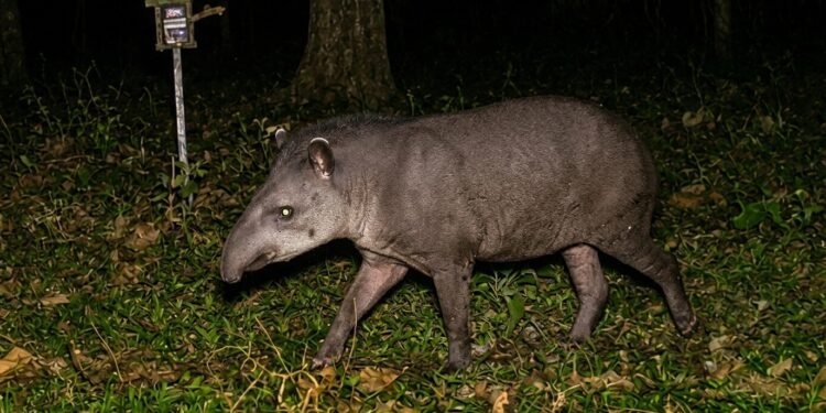 Anta-brasileira caminhando ao amanhecer pela Caatinga, entre árvores de tronco claro e solo pedregoso do semiárido.
