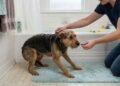 O que fazer para o cachorro parar de ter medo do banho e ficar mais tranquilo