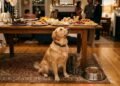 O que nunca oferecer para cães e gatos durante as festas típicas para evitar problemas de saúde