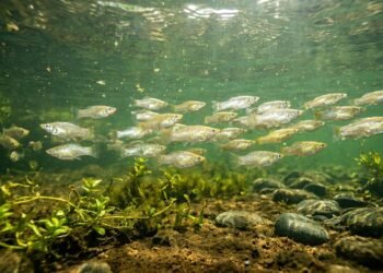 peixe desafia a evolução