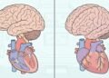 A conexão entre o cérebro e o coração: como as emoções impactam a saúde cardiovascular