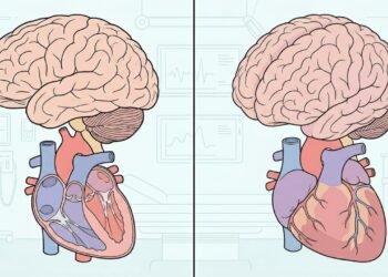 A conexão entre o cérebro e o coração: como as emoções impactam a saúde cardiovascular