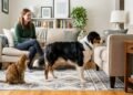Os 5 sinais de que seu cachorro está com ciúmes e como corrigir antes que vire um problema