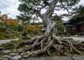 Provérbio japonês para refletir: “a árvore não cresce puxando os galhos, mas fortalecendo as raízes”.