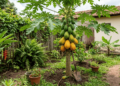 A fruta tropical que ajuda o intestino a funcionar melhor e cresce quase sem esforço no quintal