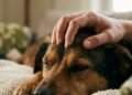 O que significa quando uma pessoa sempre acaricia cães, segundo a psicologia
