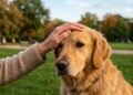 O que significa quando uma pessoa sempre acaricia cães, segundo a psicologia?