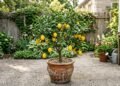 3 melhores tipos de árvores frutíferas para cultivar em vasos, segundo especialistas em jardinagem