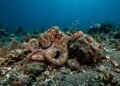 Cientistas descobrem que o polvo mais antigo do mundo não é um polvo