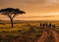 Grupo de pessoas caminhando juntas em trilha na savana africana ao amanhecer com acácia ao fundo