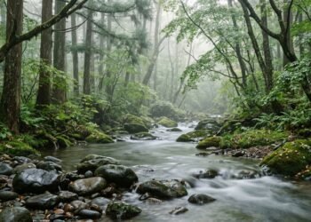 Riacho de águas calmas deslizando sobre pedras lisas em floresta com névoa ao amanhecer