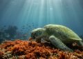 Como as tartarugas marinhas acabam com o avanço de uma alga invasora nos recifes do Havaí