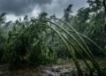 O significado do provérbio japonês, “O bambu que se dobra ao vento sobrevive à tempestade", força da adaptação diante das dificuldades