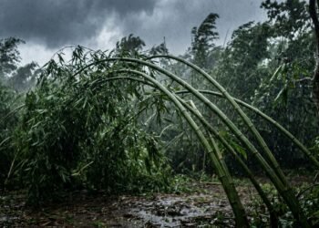 O significado do provérbio japonês, “O bambu que se dobra ao vento sobrevive à tempestade", força da adaptação diante das dificuldades