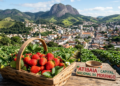 Com frio de 10 °C no inverno e 2 mil câmeras de monitoramento, a “Capital do Morango” atrai quem busca segurança e qualidade de vida