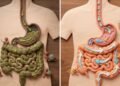 O que beber água morna ao acordar faz na digestão e no funcionamento do intestino