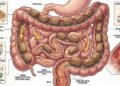 aveia age no intestino