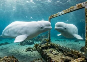 beluga