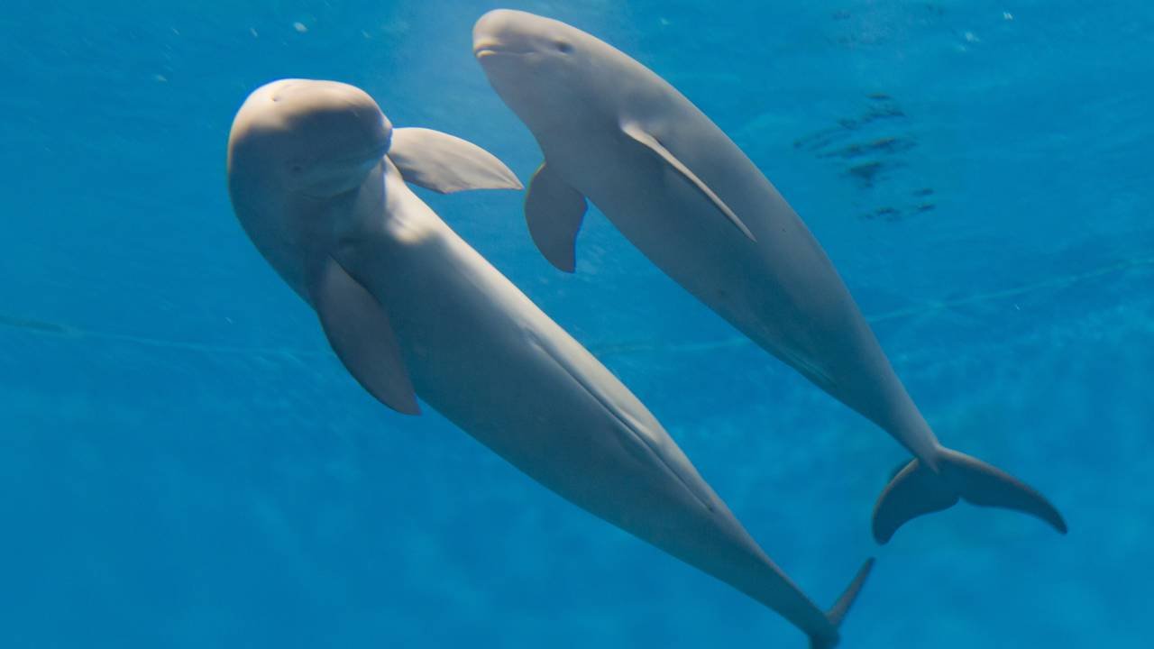 belugas diante do espelho