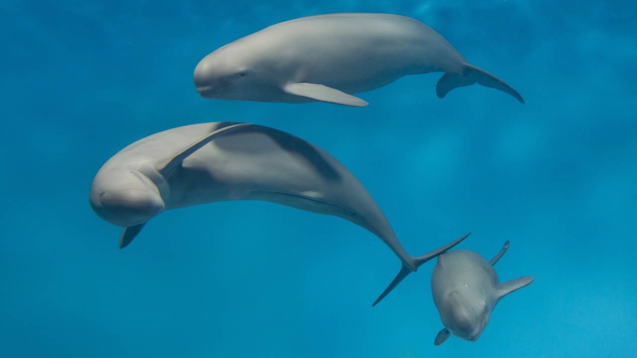 belugas diante do espelho