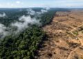 desmatamento da floresta amazônica