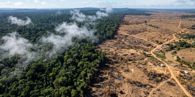 desmatamento da floresta amazônica