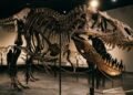 Porque o Tiranossauro Rex tinha bracinhos: novo estudo revela por que a evolução encolheu as mãos para turbinar a cabeça assassina