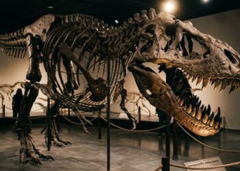 Porque o Tiranossauro Rex tinha bracinhos: novo estudo revela por que a evolução encolheu as mãos para turbinar a cabeça assassina