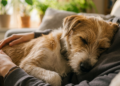 Por que seu cão dorme encostado em você? O significado vai derreter seu coração