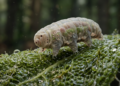 O animal minúsculo que sobreviveu ao vácuo do espaço e congelamento extremo por 30 anos e acordou vivo
