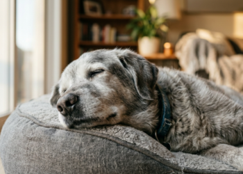 5 sinais claros de que o seu cachorro já está idoso e precisa de cuidados urgentes