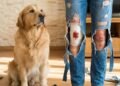 O animal mais fiel ao homem não é o cachorro, segundo estudo