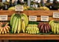 melhores espécies de banana