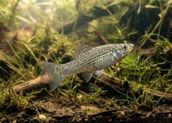 peixe desafia a evolução