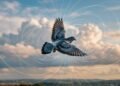 pombo