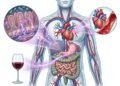 O que o vinho tinto faz no intestino e na sua saúde cardiovascular