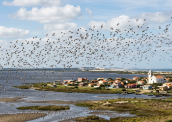 Entre a Lagoa dos Patos e o Atlântico: a cidade açoriana que abriga a rota de voo de aves que cruzam o continente até o Alasca