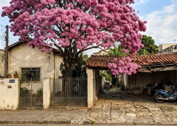 Vizinho planta árvore de grande porte encostada na cerca, galhos pesados quebram as telhas da garagem ao lado e a raiz racha o piso da área de lazer