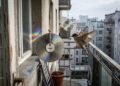 CDs na varanda podem afastar aves por reflexo e movimento