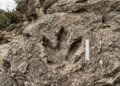 O paredão na Bolívia com 16 mil pegadas de dinossauro preservadas há 66 milhões de anos
