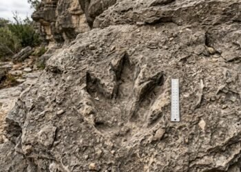 O paredão na Bolívia com 16 mil pegadas de dinossauro preservadas há 66 milhões de anos