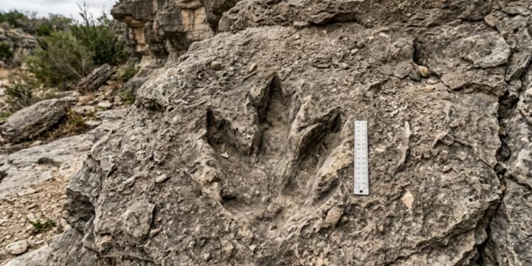 Esse rastro gigante registra os últimos momentos desses animais na Terra há sessenta e seis milhões de anos.