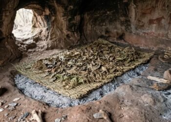 Arqueólogos revelam o truque usado há 200 mil anos para dormir sem insetos nas cavernas