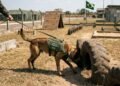 Os cães de guerra do Exército: como são treinados, quanto custa formar um, e o que acontece quando se aposentam