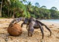 Caranguejo-dos-coqueiros transforma ilhas tropicais em seu domínio com habilidades únicas, segundo cientistas