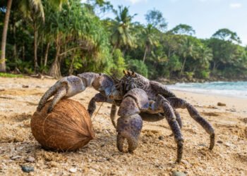 Caranguejo-dos-coqueiros transforma ilhas tropicais em seu domínio com habilidades únicas, segundo cientistas