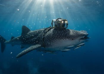 Espécie rara aparece diante de câmera e ajuda cientistas a entender a vida oceânica