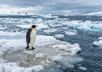 Cientistas explicam que os pinguins-imperadores apresentam sinais de adaptação em diferentes regiões da Antártida